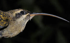 Long-tailed Hermit