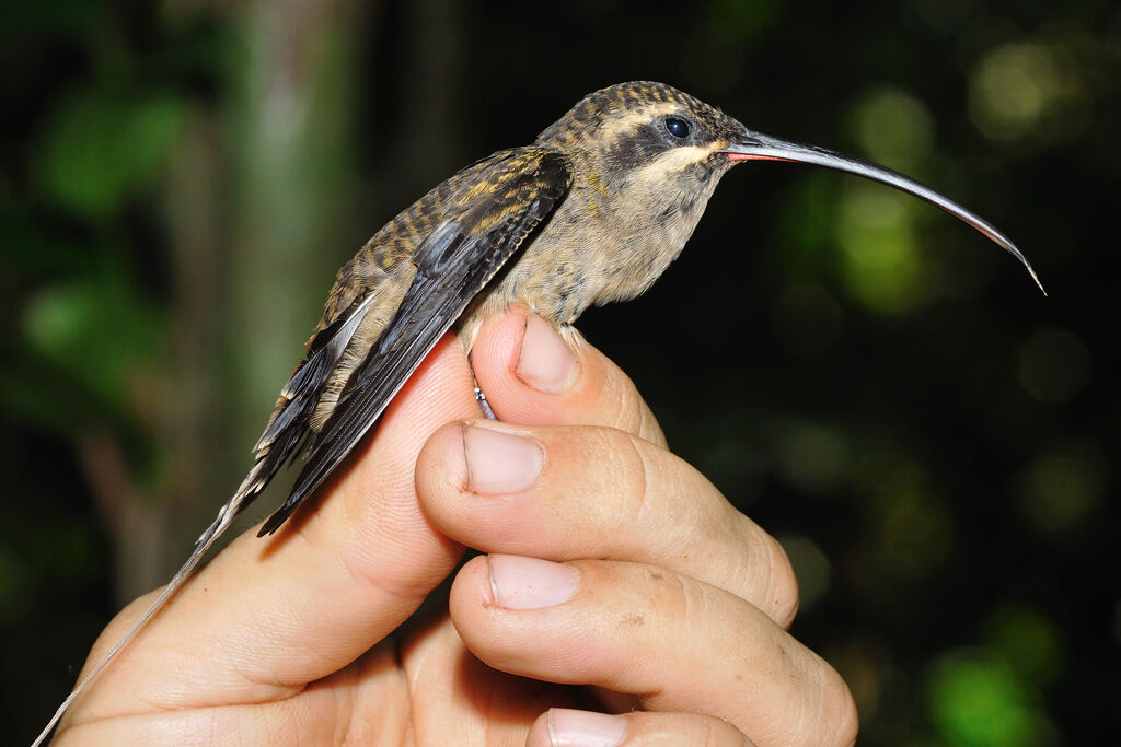 Great-billed Hermitadult