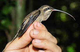 Great-billed Hermit