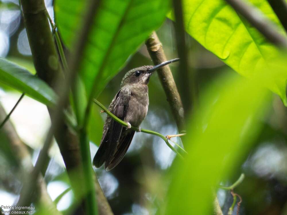 Sooty Barbthroatadult, identification