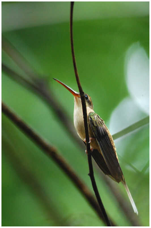 Straight-billed Hermitadult