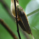 Ermite de Bourcier