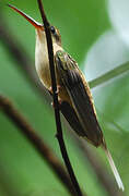 Straight-billed Hermit