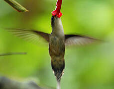 Straight-billed Hermit