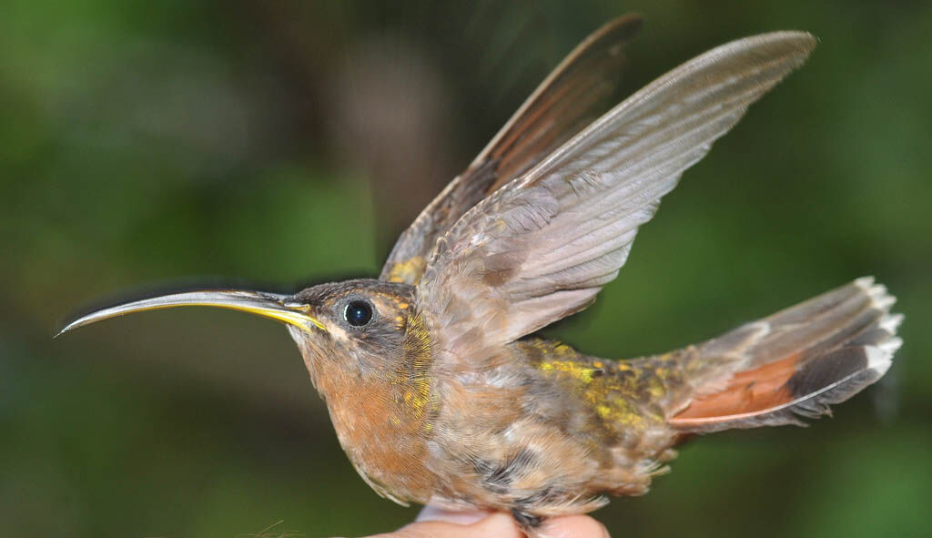 Rufous-breasted Hermitadult