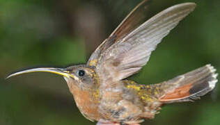 Rufous-breasted Hermit