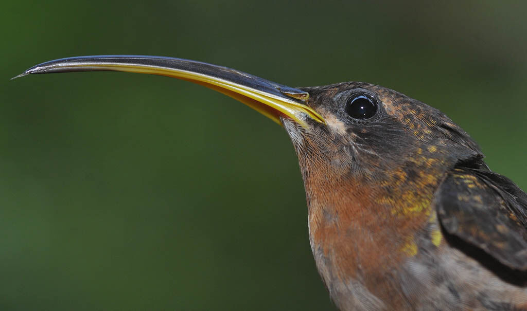 Rufous-breasted Hermitadult