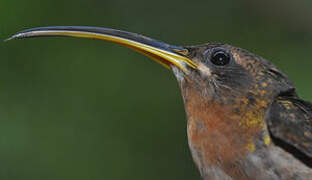 Rufous-breasted Hermit