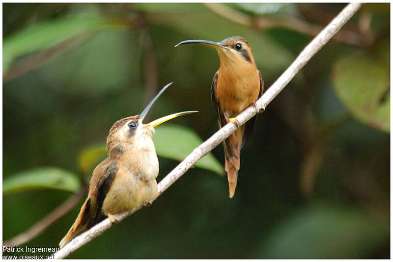 Reddish Hermit, Reproduction-nesting, Behaviour