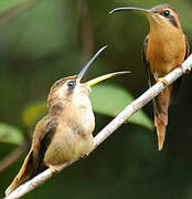 Reddish Hermit