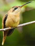 Reddish Hermit