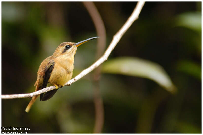 Reddish Hermitjuvenile