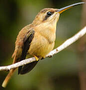 Reddish Hermit