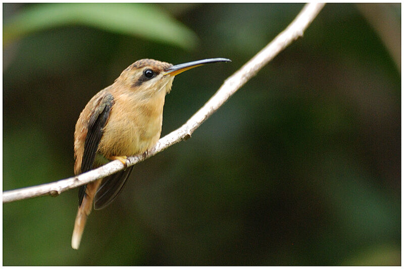 Ermite roussâtreimmature