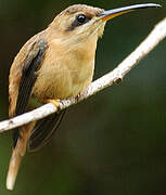 Reddish Hermit