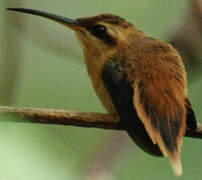 Reddish Hermit