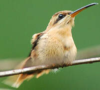 Reddish Hermit