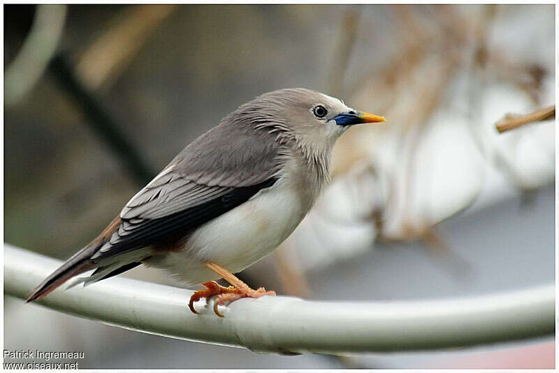 White-headed Starlingadult, identification