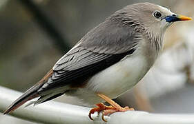 White-headed Starling