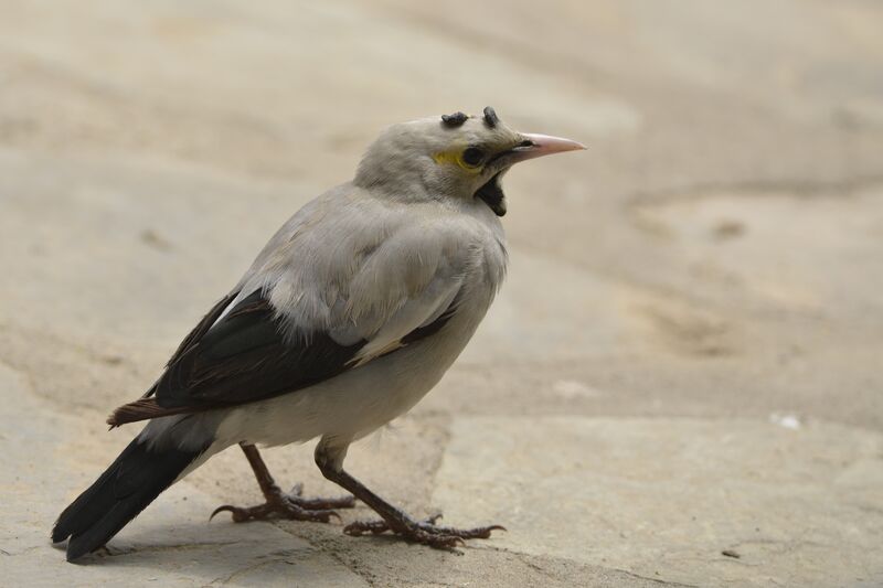Wattled Starling male