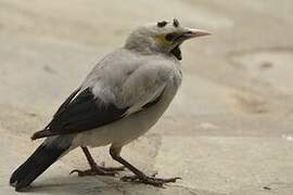 Wattled Starling