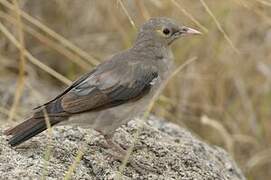 Wattled Starling