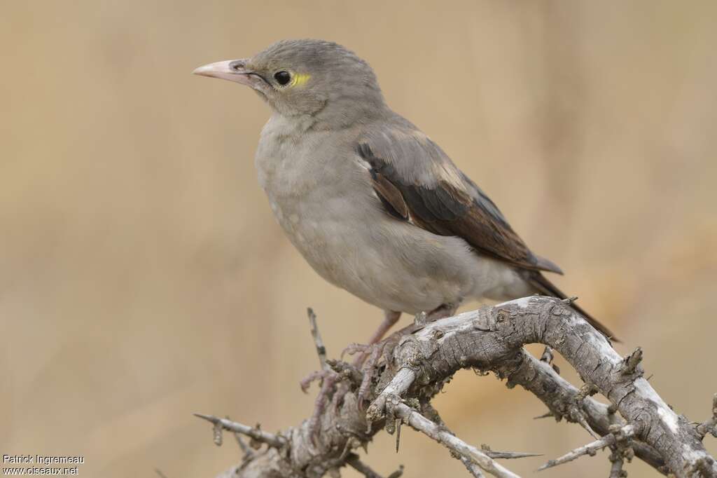 Étourneau caronculé1ère année, identification