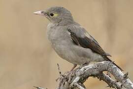 Wattled Starling