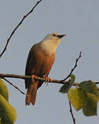 Malabar Starling