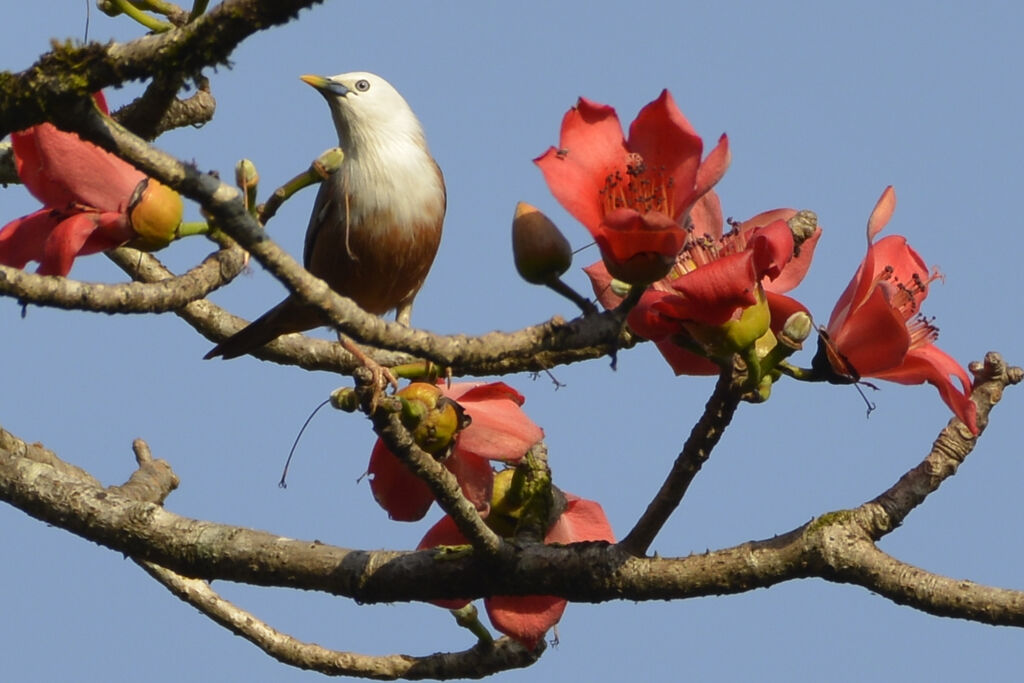 Malabar Starling male adult