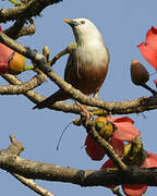 Malabar Starling