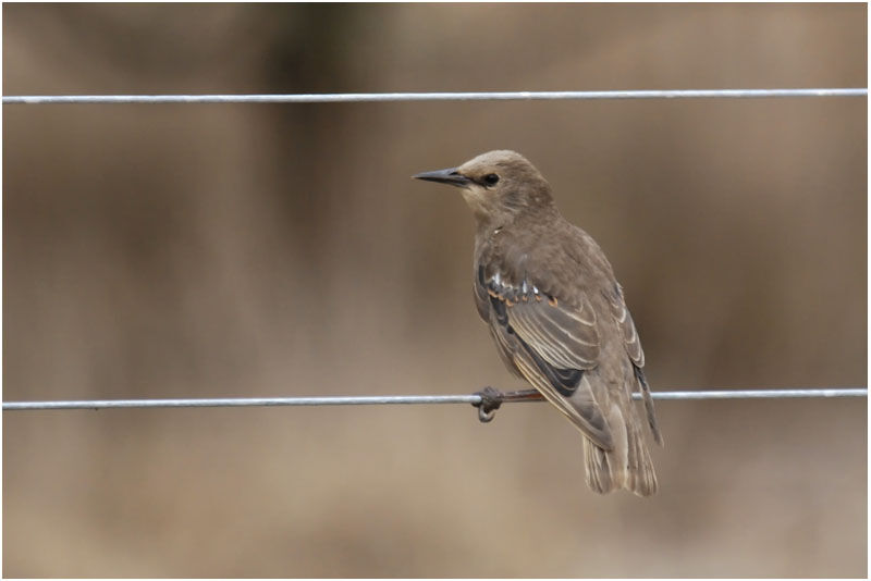 Common Starlingjuvenile