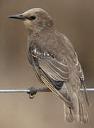 Common Starling