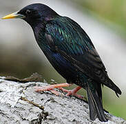 Common Starling