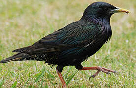 Common Starling