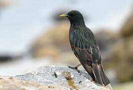 Common Starling