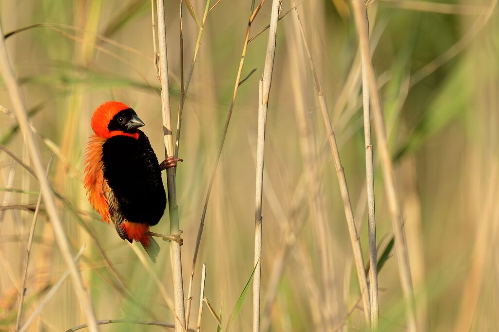 Southern Red Bishopadult, courting display