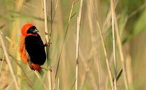 Southern Red Bishop