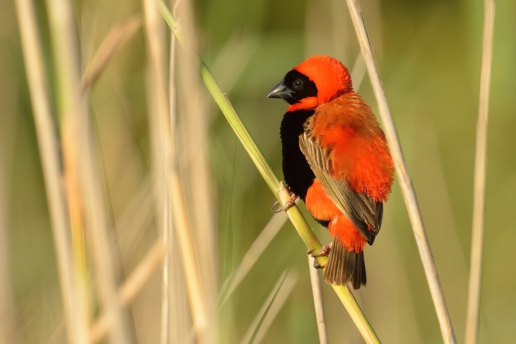 Southern Red Bishopadult