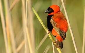 Southern Red Bishop