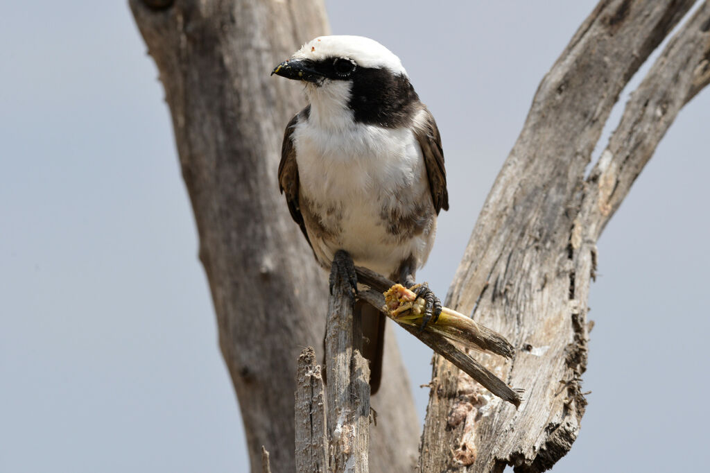 Northern White-crowned Shrikeadult, eats