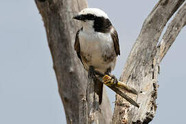 Northern White-crowned Shrike