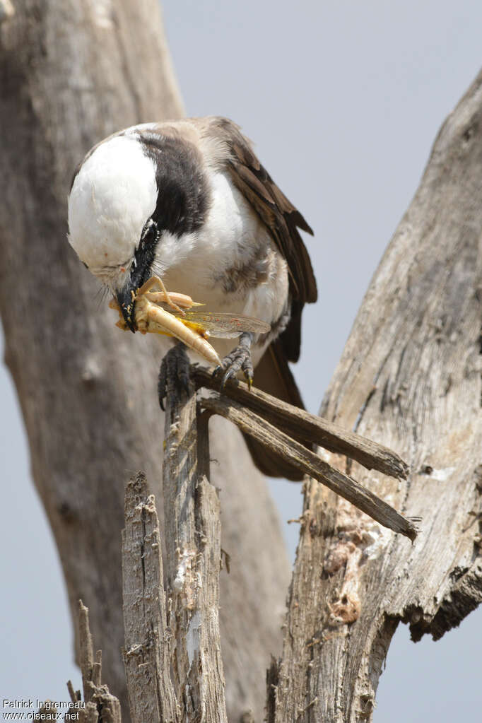 Northern White-crowned Shrikeadult, feeding habits, eats