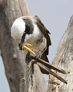 Northern White-crowned Shrike