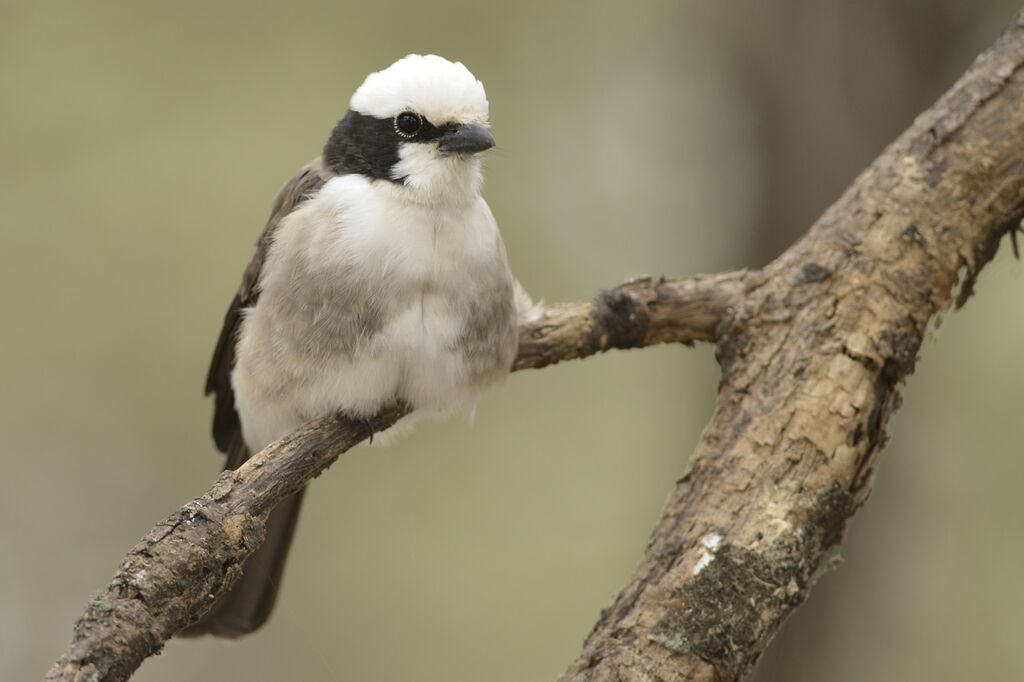 Northern White-crowned Shrikeadult