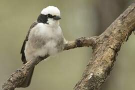 Northern White-crowned Shrike