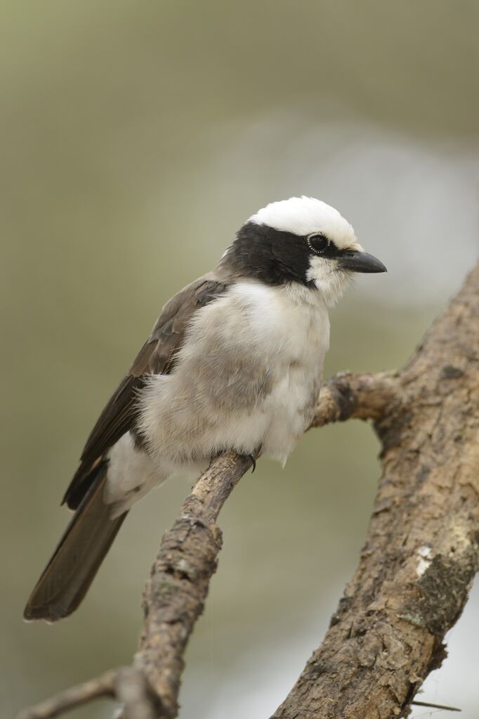 Northern White-crowned Shrikeadult