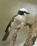 Northern White-crowned Shrike