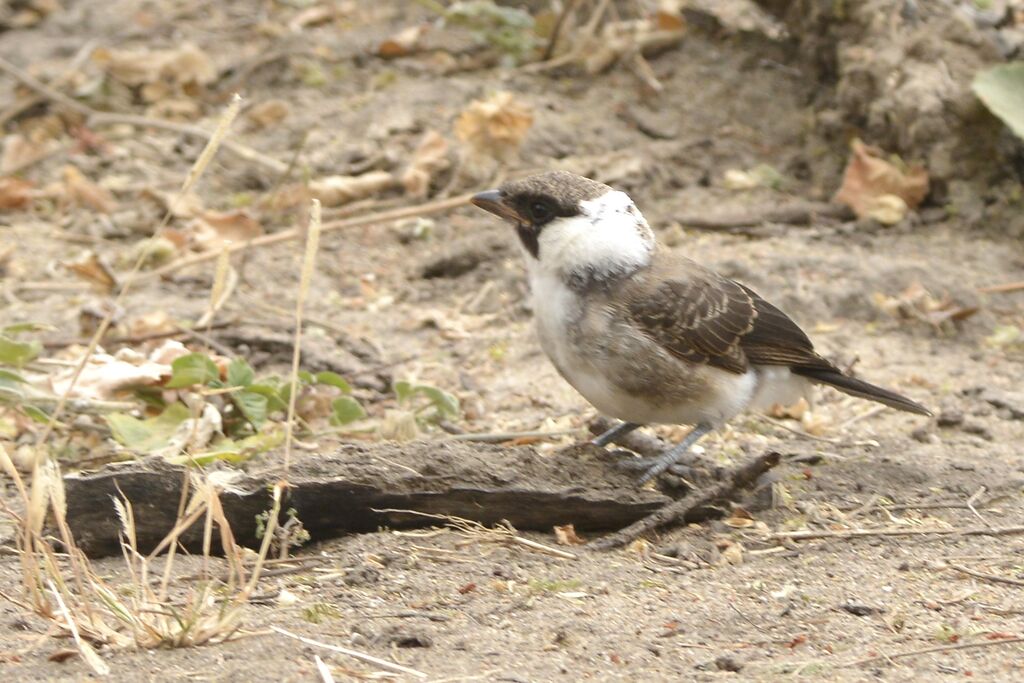 Northern White-crowned Shrikeimmature