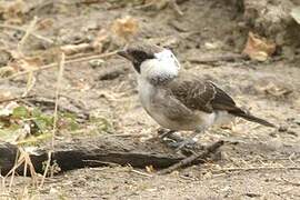 Northern White-crowned Shrike